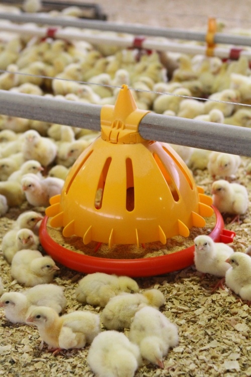 Avicultura SKA Poultry Equipment, Sandrigo - Luce&Light - kronwell